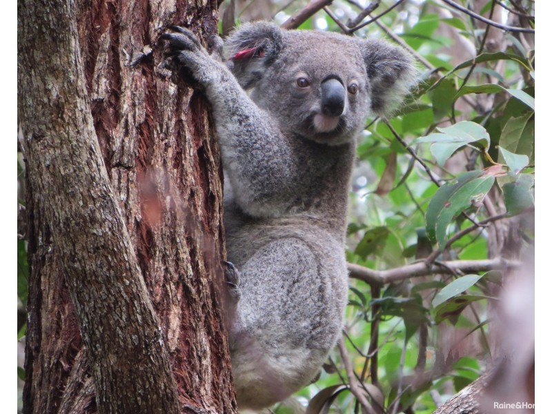 28 Toshack Place, Pottsville NSW 2489