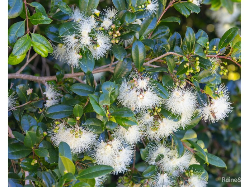 28 Toshack Place, Pottsville NSW 2489