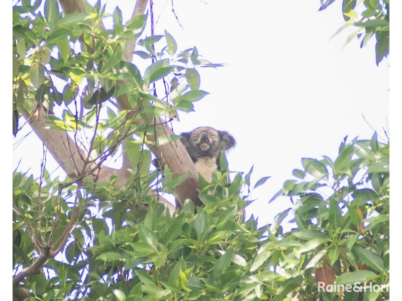 28 Toshack Place, Pottsville NSW 2489