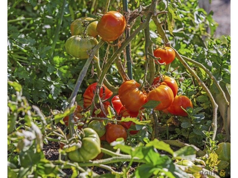 34 Andrew Avenue, Pottsville NSW 2489