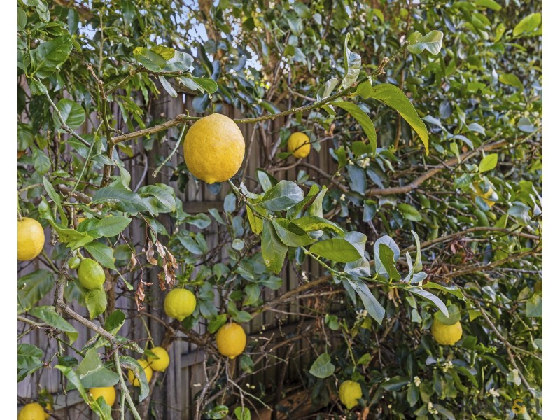81 Mylestom Circle, Pottsville NSW 2489
