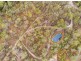 28,30 & 31 Strawpocket Cres, Jimboomba QLD 4280