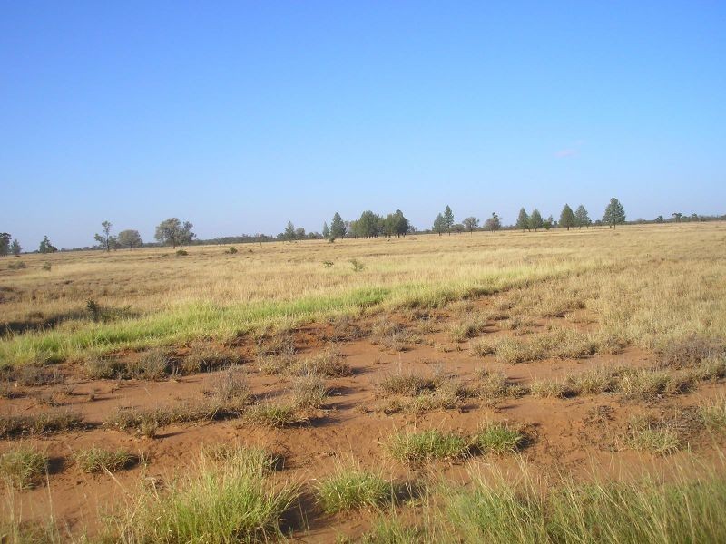 Bollon Mitchell Road, Bollon QLD 4488