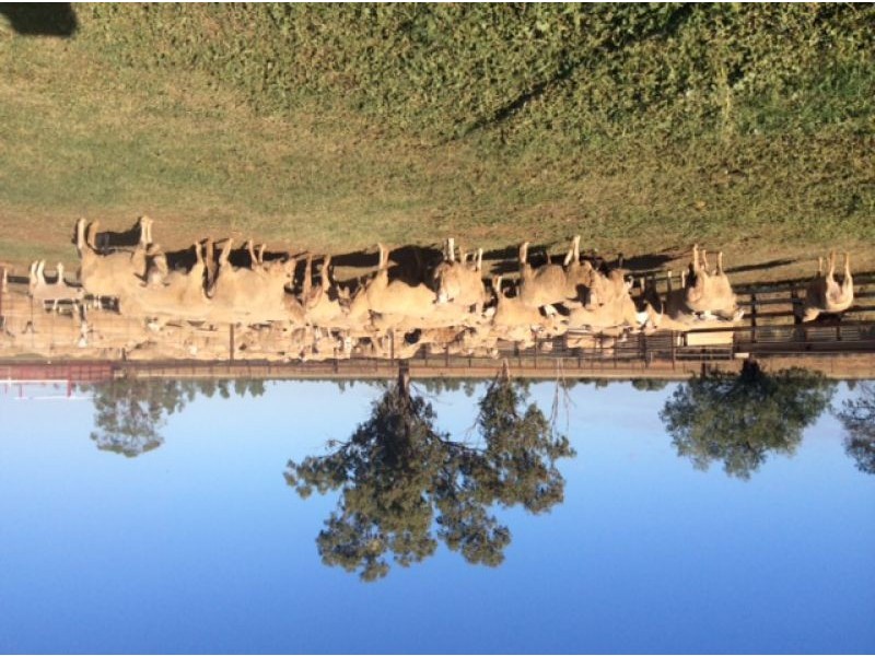 Bollon Mitchell Road, Bollon QLD 4488