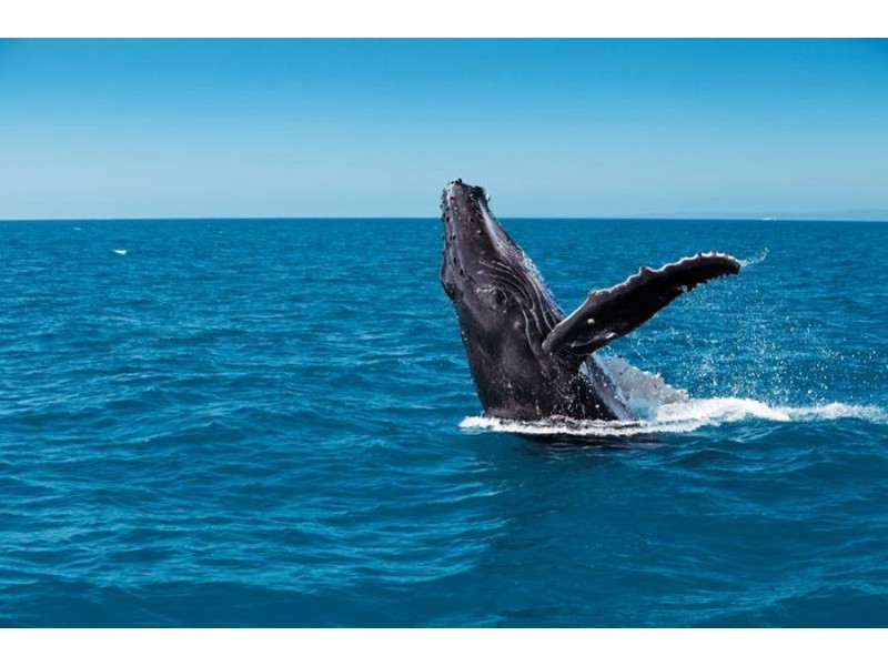 4 Bracefell Crt, Fraser Island QLD 4581