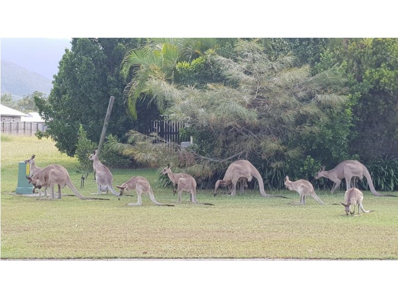 4 Trevina Court, Balgal Beach QLD 4816