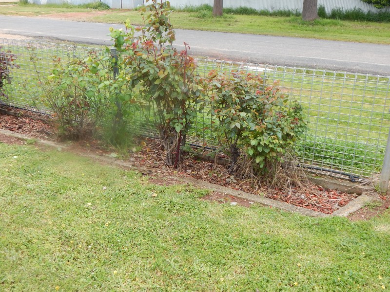 60 Buller Street, Oaklands NSW 2646