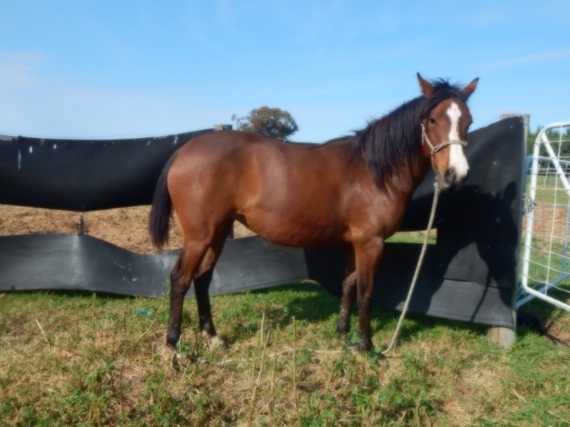 651 Jerilderie Road, Berrigan NSW 2712