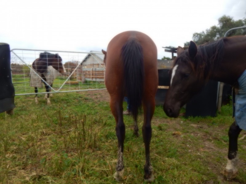 651 Jerilderie Road, Berrigan NSW 2712