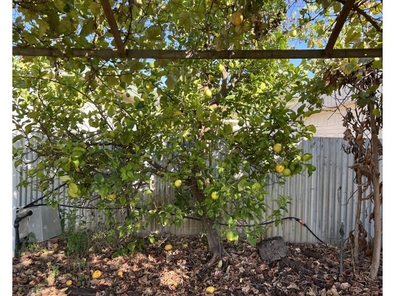 101 COREEN STREET, Jerilderie NSW 2716