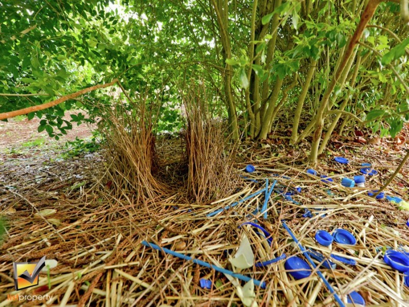 98 Beacon Rd, North Tamborine QLD 4272