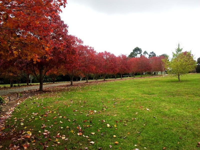 31-45 Curtis Rd, Tamborine Mountain QLD 4272