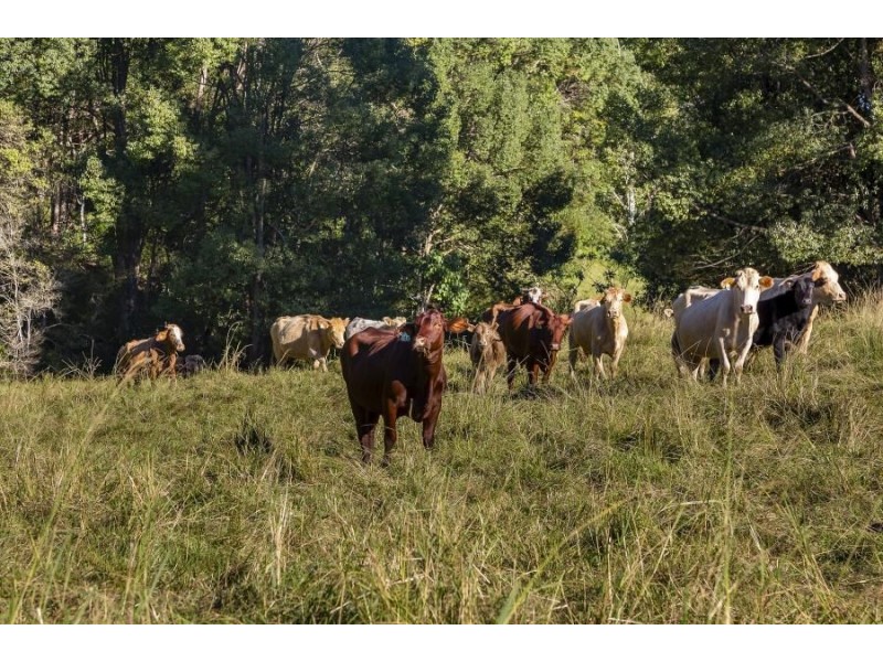 288 Tunnel Road, Stokers Siding NSW 2484