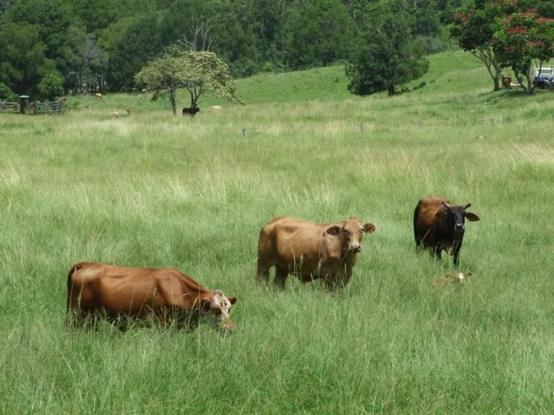 288 Tunnel Road, Stokers Siding NSW 2484