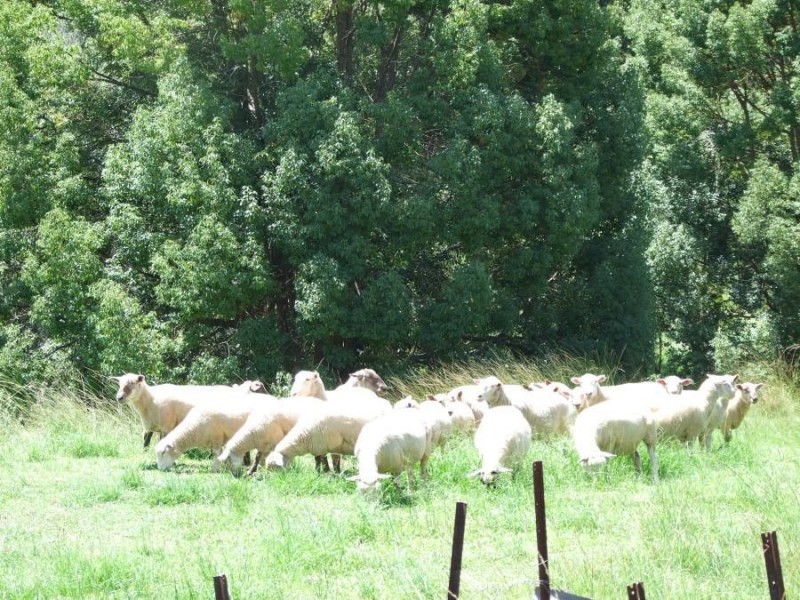 288 Tunnel Road, Stokers Siding NSW 2484