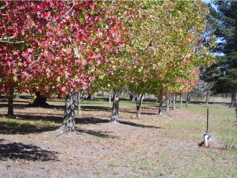 136 Gangemi Road, Fleurbaix QLD 4375