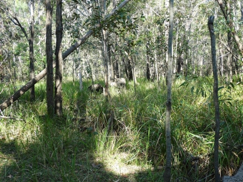 312 Mollenhagens Road, Winfield QLD 4670