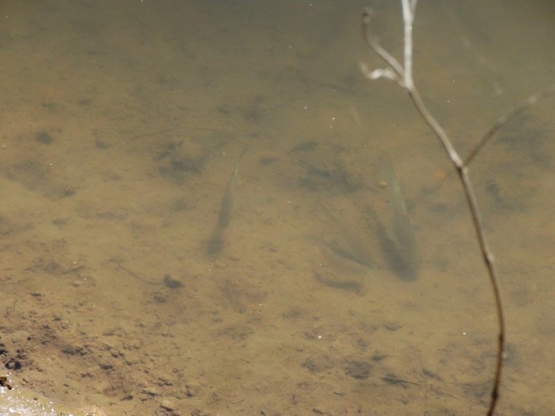 312 Mollenhagens Road, Winfield QLD 4670