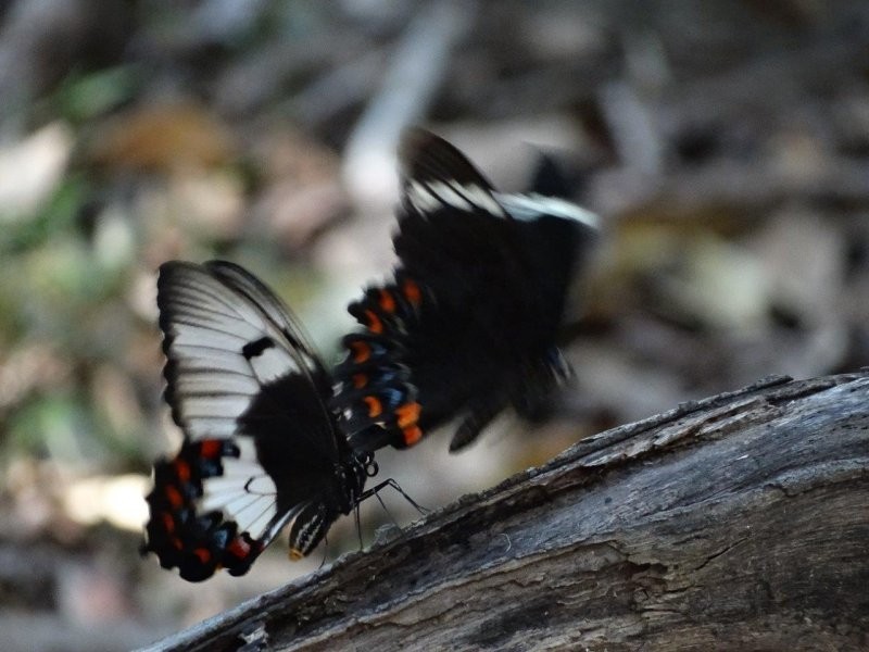 312 Mollenhagens Road, Winfield QLD 4670