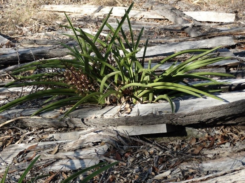 312 Mollenhagens Road, Winfield QLD 4670