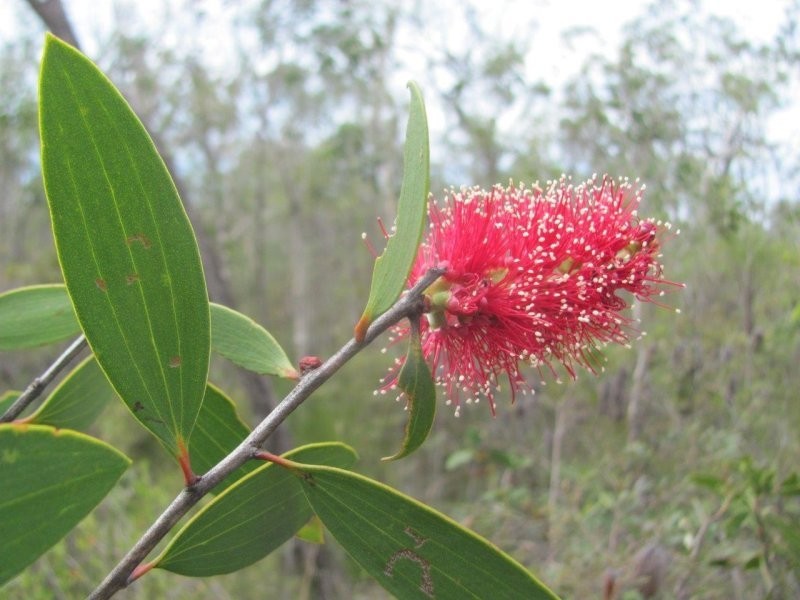 Lot 120 Capricornia Drive, Deepwater QLD 4674