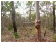 Lot 7 Tableland Road, Mount Maria QLD 4674
