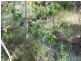 Lot 7 Tableland Road, Mount Maria QLD 4674