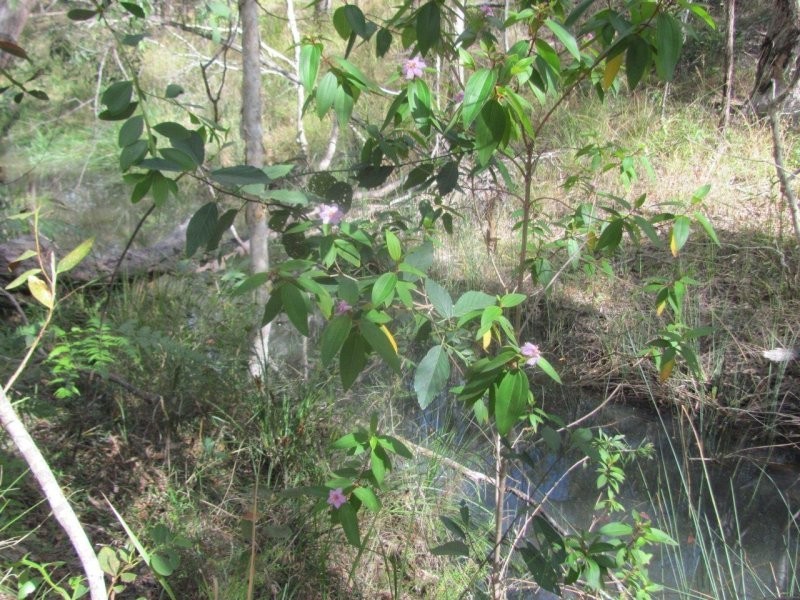 Lot 7 Tableland Road, Mount Maria QLD 4674