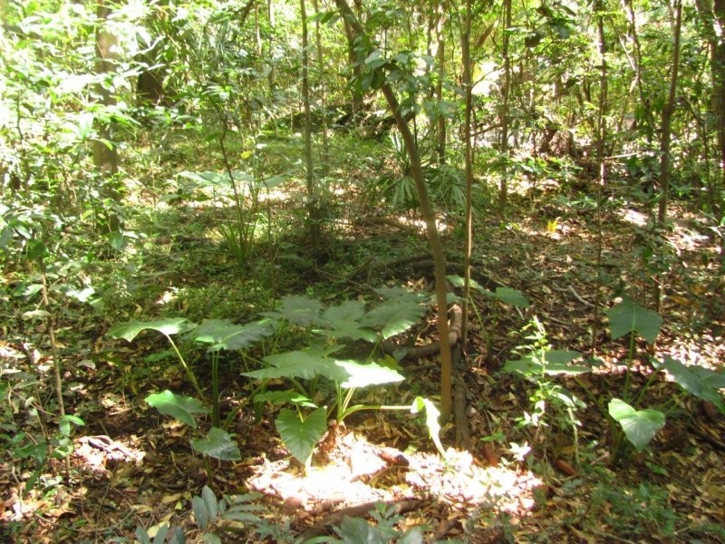 Lot 97 Gorge Road, Lowmead QLD 4676