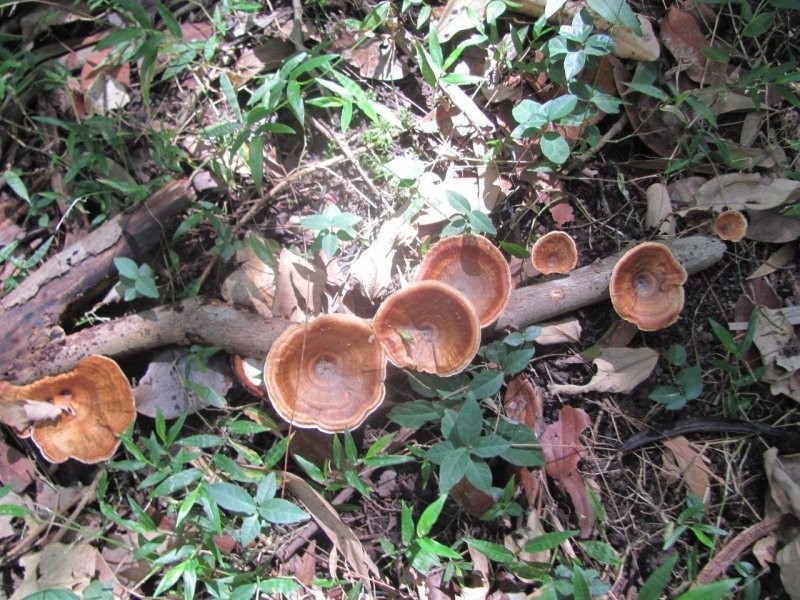 Lot 97 Gorge Road, Lowmead QLD 4676