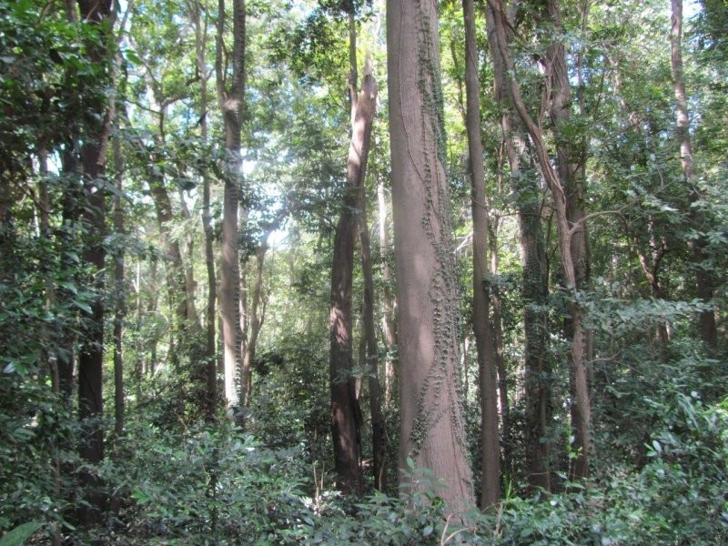 Lot 87 Mitchell Road, Mount Maria QLD 4674