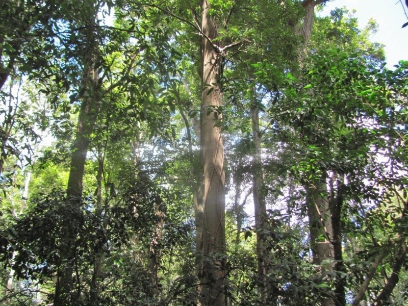 Lot 87 Mitchell Road, Mount Maria QLD 4674