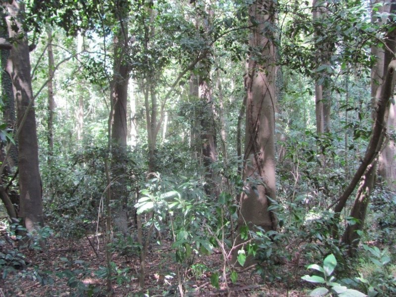 Lot 87 Mitchell Road, Mount Maria QLD 4674