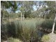 252 Matchbox Road, Deepwater QLD 4674
