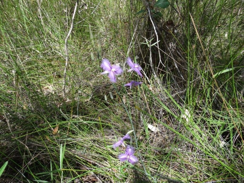 Lot 33 Matchbox Road, Deepwater QLD 4674