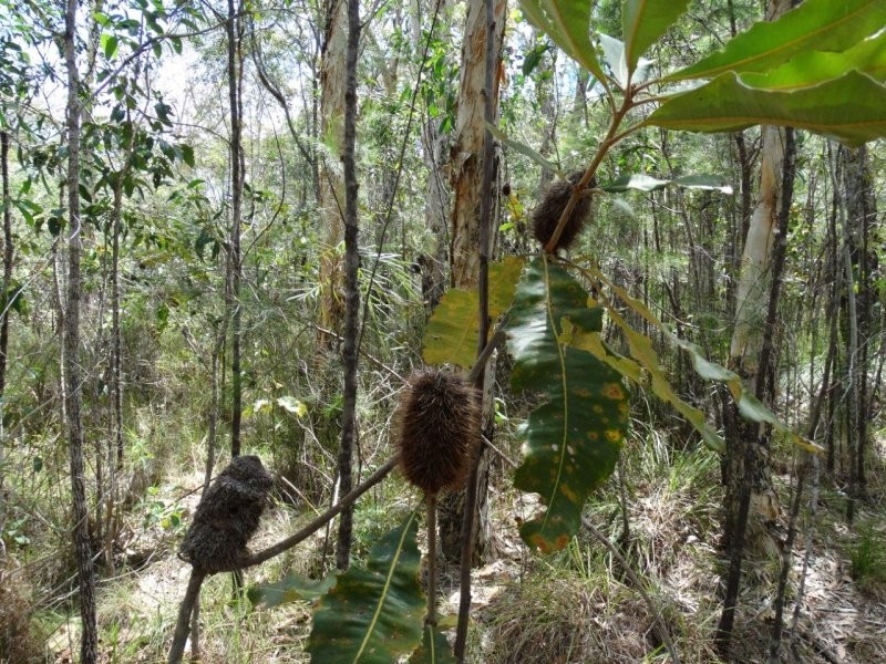 Lot 33 Matchbox Road, Deepwater QLD 4674
