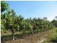 876 Pacific Drive, Deepwater QLD 4674