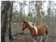 194 Bluegum Road, Bucca QLD 4670