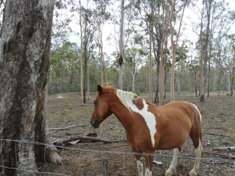 194 Bluegum Road, Bucca QLD 4670