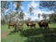 134 Forestry Road, Yandaran QLD 4673