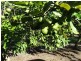 Lot 10 Freshwater Court, Deepwater QLD 4674