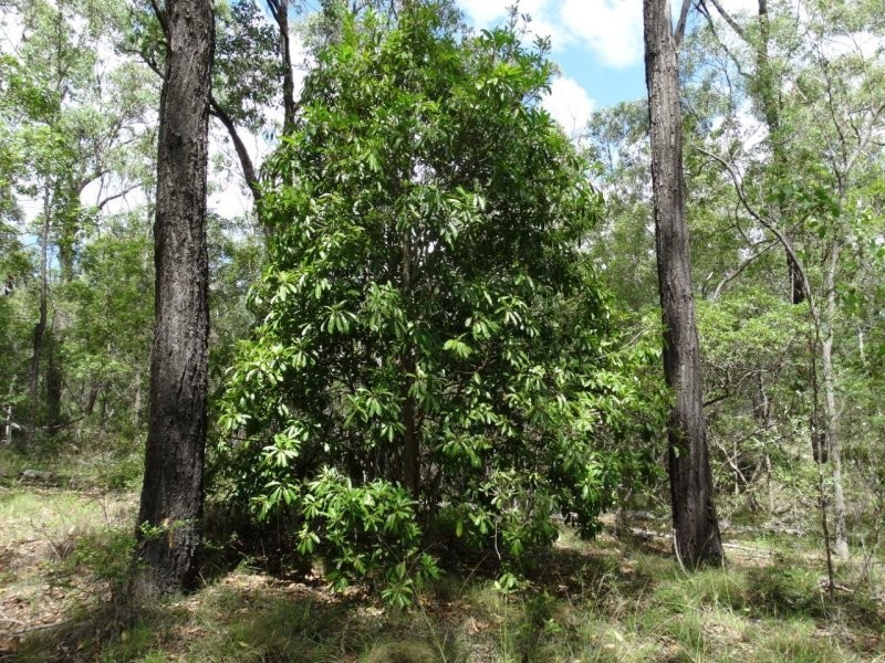 Lot 3 Neils Road, Rosedale QLD 4674