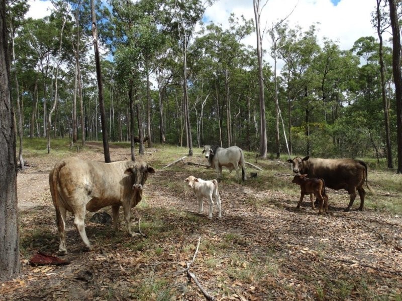 1099 Monduran Road, Waterloo QLD 4673
