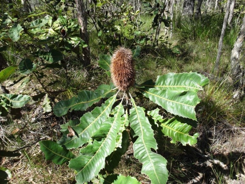 Lot 72 Matchbox Road, Deepwater QLD 4674