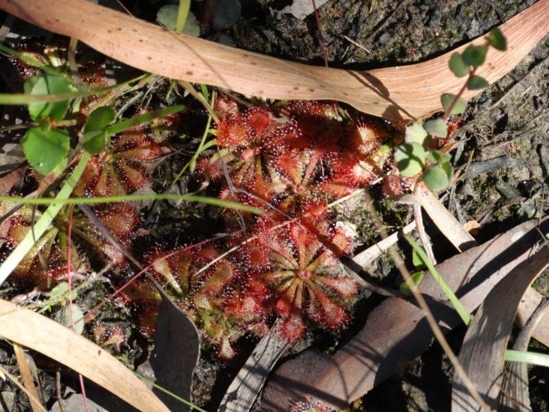 Lot 72 Matchbox Road, Deepwater QLD 4674