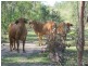 Lot 5 Old Toweran Road, Berajondo QLD 4674