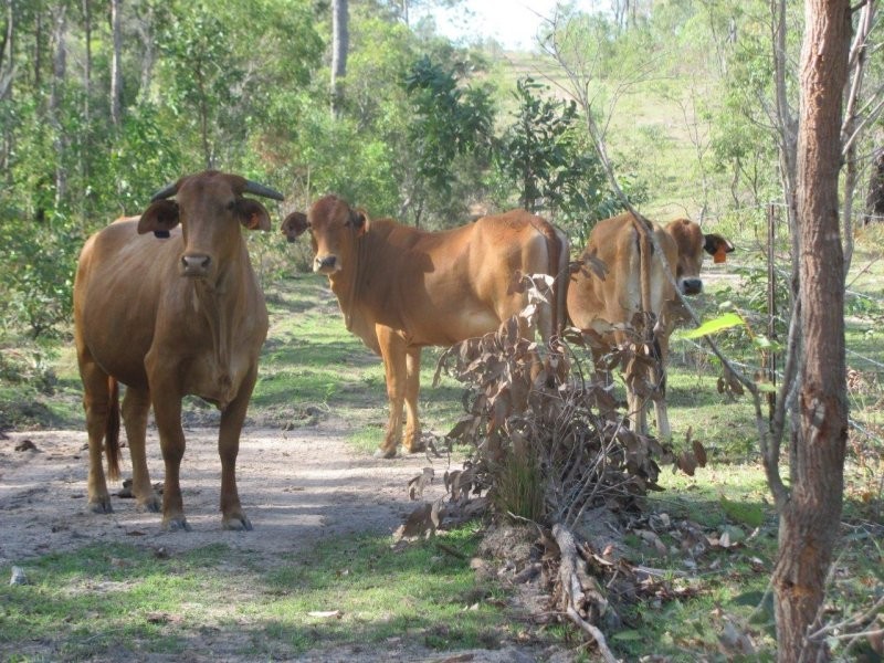 Lot 5 Old Toweran Road, Berajondo QLD 4674