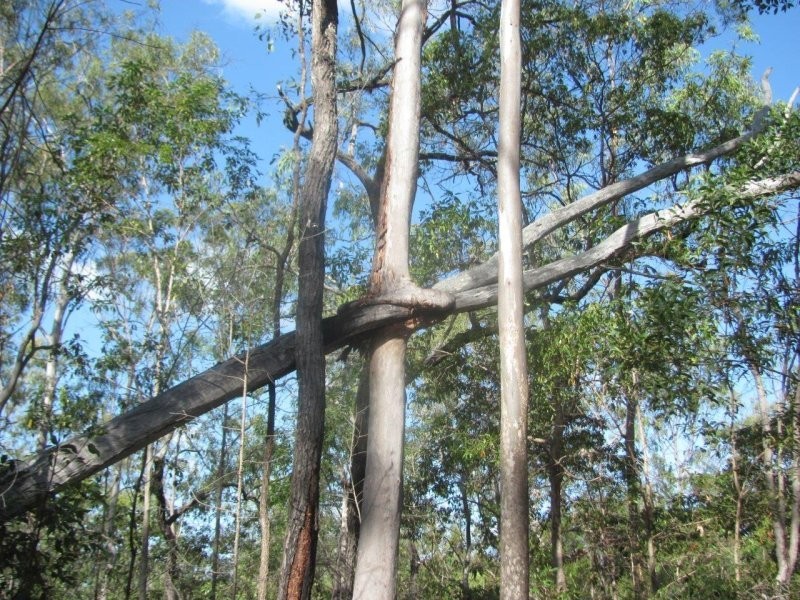 Lot 5 Old Toweran Road, Berajondo QLD 4674