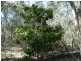 1085 Coast Road, Baffle Creek QLD 4674