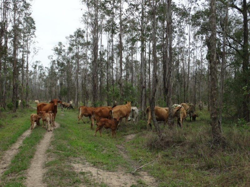 Lot 31 Lowmead Road, Miriam Vale QLD 4677